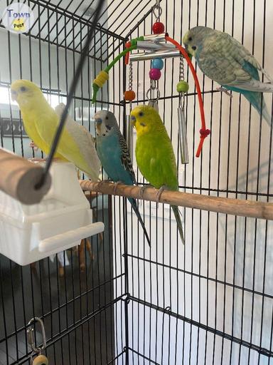 Photo of 4 Beautiful Budgies Under 3 Years Old - Ready for Their New Home! - 2