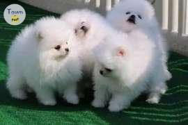 Photo of Home raised Pomeranian puppies for good homes 