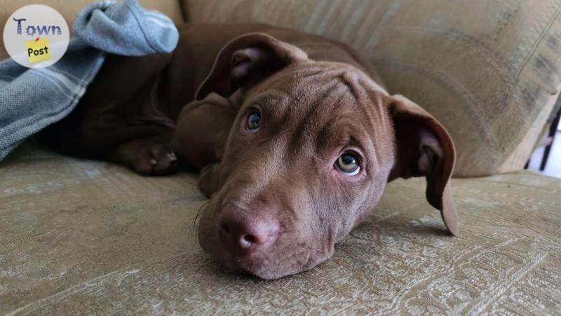 Photo of Bourbon 10 week old chocolate brown rednose pitbull male