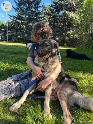 Photo of Caucasian Shepherd (Russian Bear Dog) Female - 1