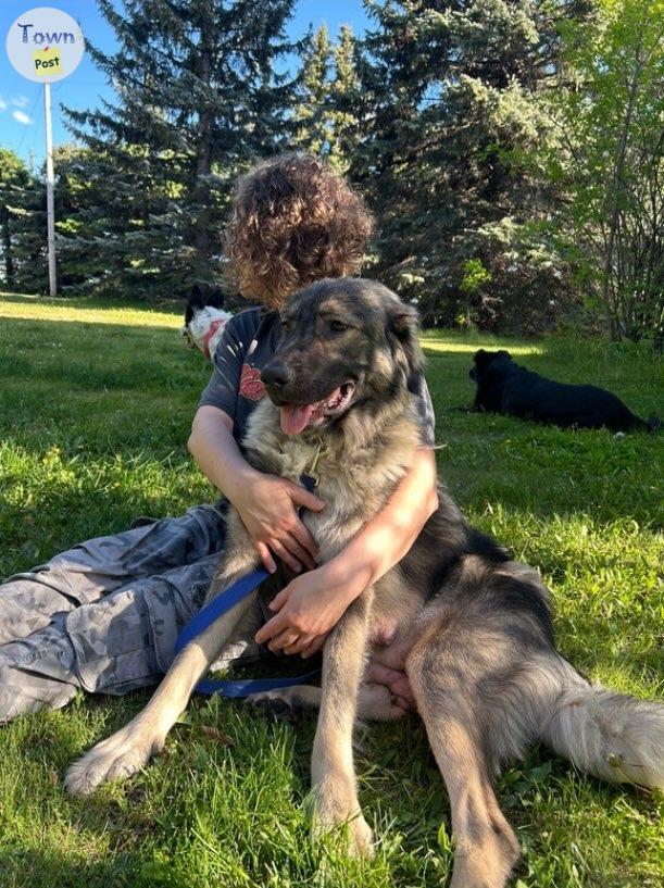 Photo of Caucasian Shepherd (Russian Bear Dog) Female