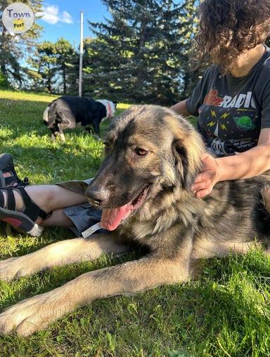 Photo of Caucasian Shepherd (Russian Bear Dog) Female - 2