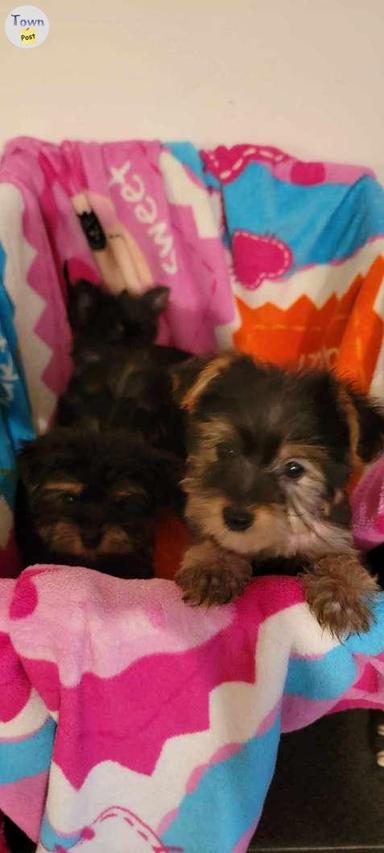 Photo of Yorkie/Maltese  Morkie Puppies - 2