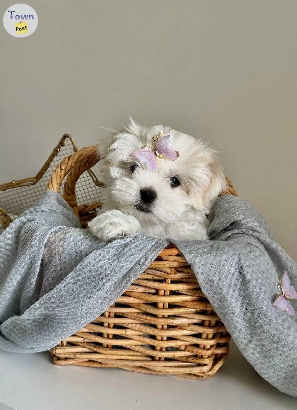 Photo of Maltese Female