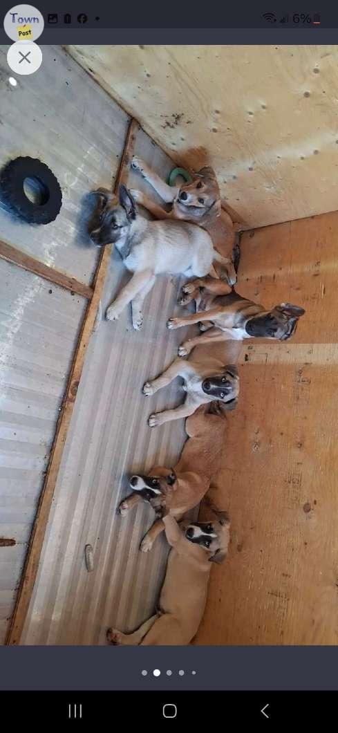 Photo of Husky mastiff puppies 