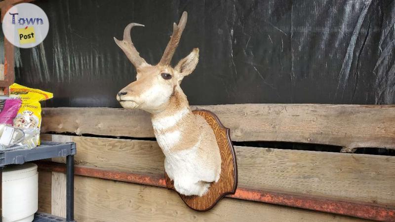 Photo of Andy the Antelope