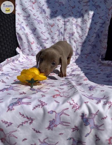 Photo of 2 Purebred Miniature Dachshunds - 2