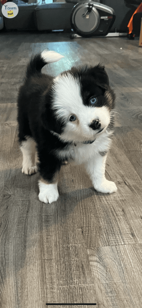 Photo of Toy Australian Puppy for sale - Male