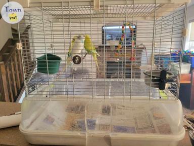 Photo of 3 male budgies  - 1