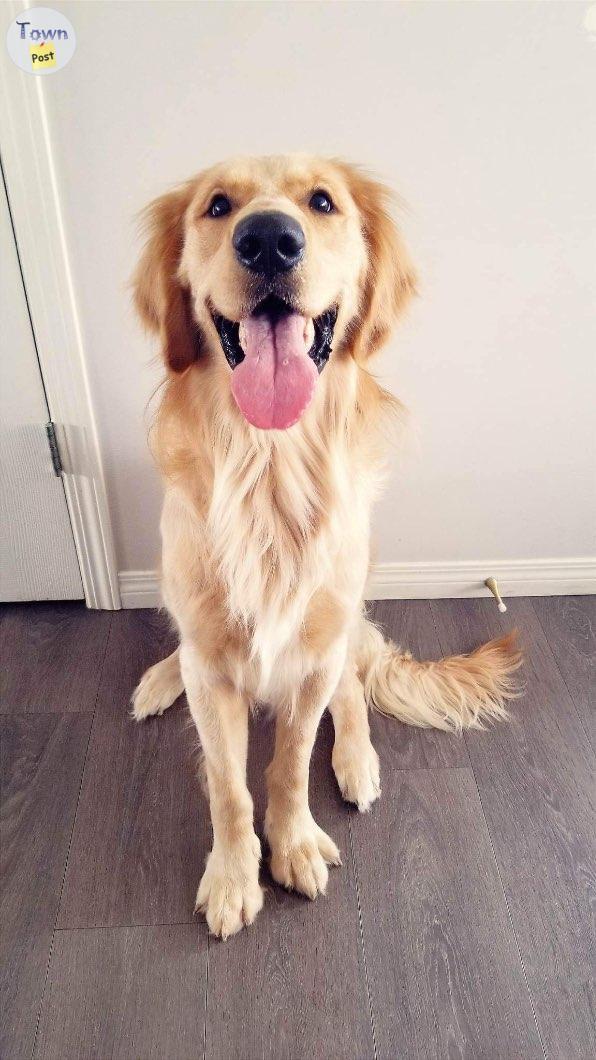 Photo of Golden retriever