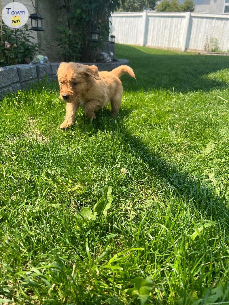 Photo of Purebred Golden Retriever’s 