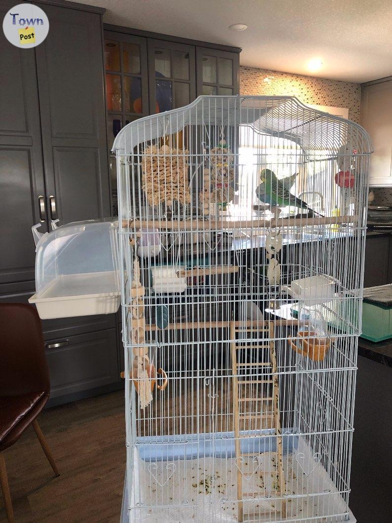 Photo of sweet green budgie to rehome for free 