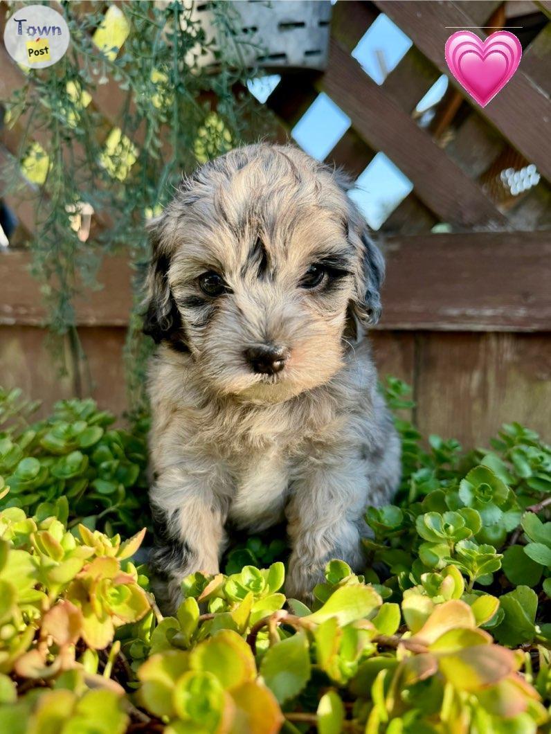 Photo of Puppies looking for forever homes