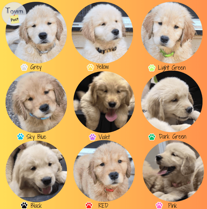 Photo of Golden Retriever Puppies for Sale, Seven male and one female. Pure pedigree.