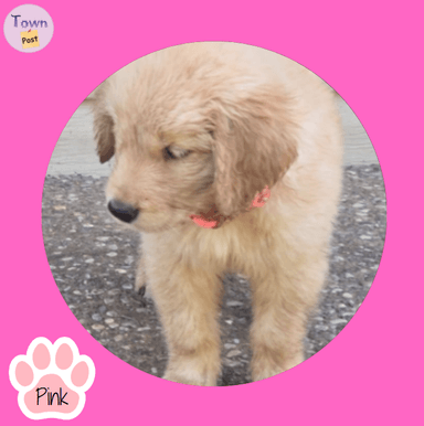 Photo of Golden Retriever Puppies for Sale, Seven male and one female. Pure pedigree. - 2