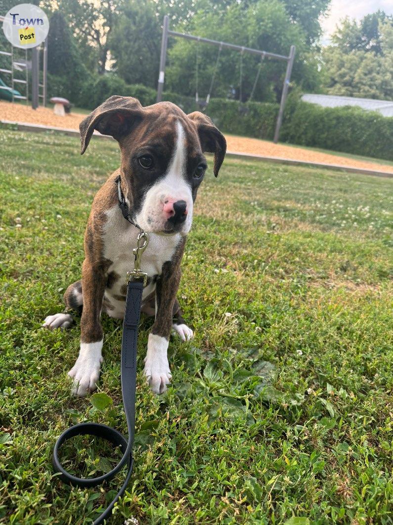 Photo of Purebred Boxer Puppies