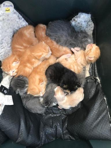 Photo of Free kittens and barn cats - 1