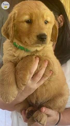 Photo of Golden Retriever Purebred puppies