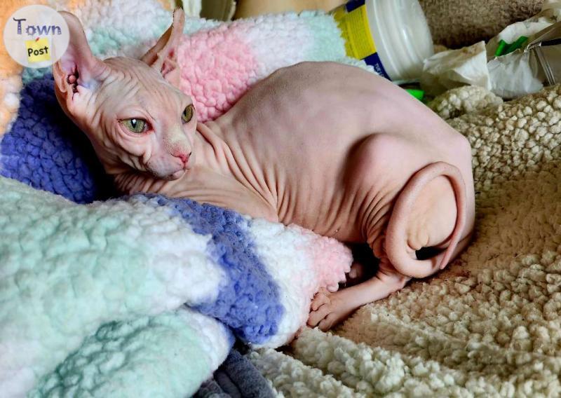 Photo of 2 Exotic Sphynx Kittens