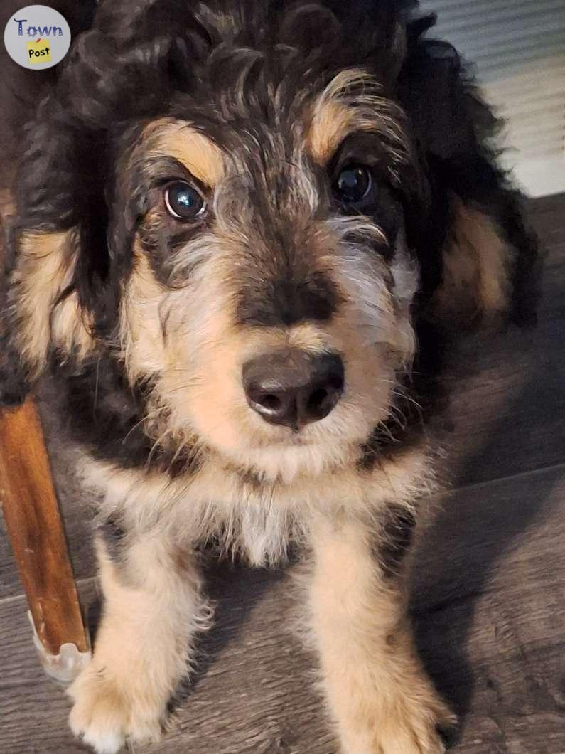 Photo of Bernedoodle puppies