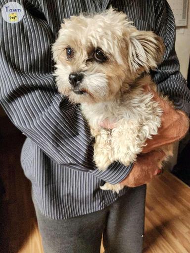 Photo of Maltese, mix two-year-old female for sale. - 1