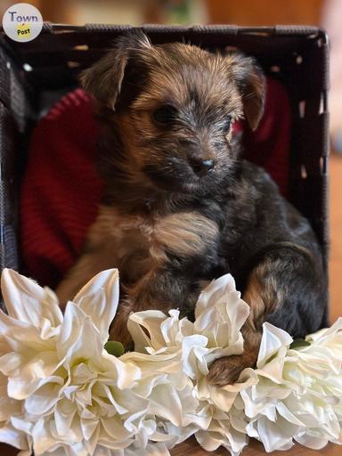 Photo of Havanese/yorkie puppies  - 1