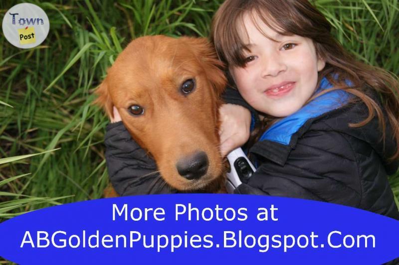 Photo of Golden Retriever Puppies Calgary - 8 LEFT!