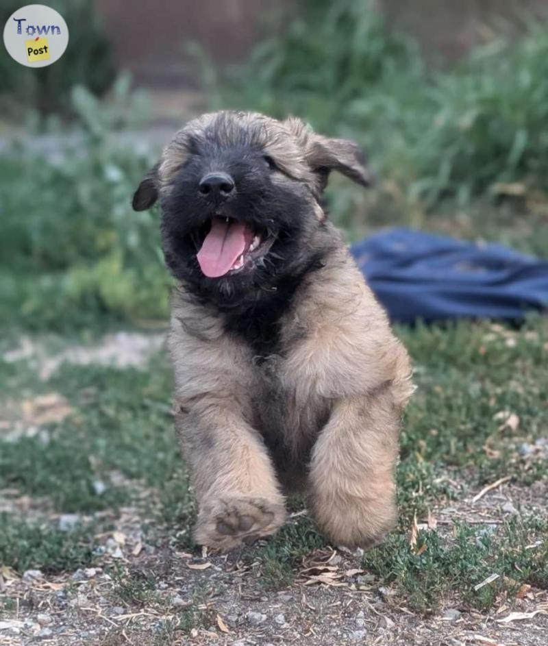 Photo of Bouvier puppies