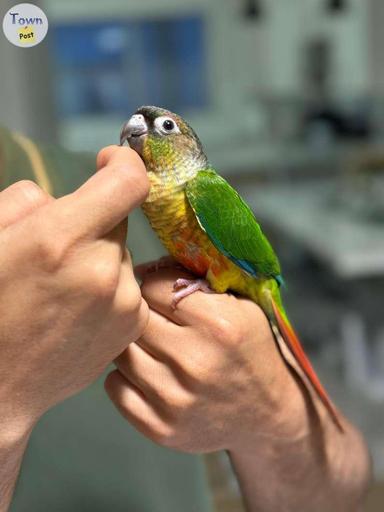 Photo of Baby Conure - Born on May 2024! - 1