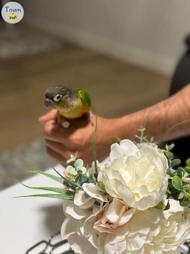 Photo of Baby Conure - Born on May 2024! - 2