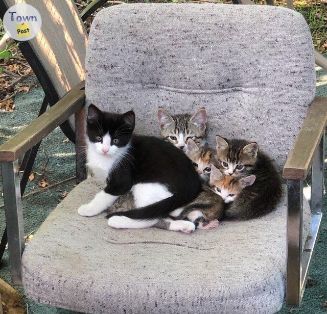 Photo of Free kitties 