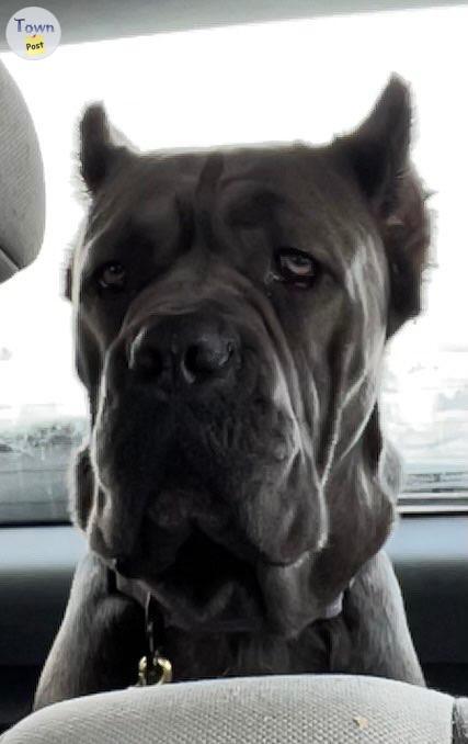 Photo of Champion Bloodlines Cane corso puppies 