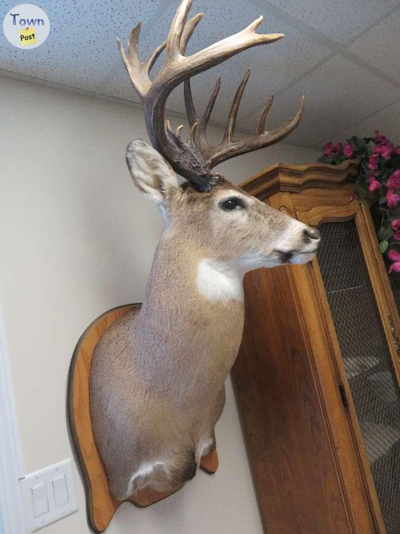 Photo of Whitetail deer