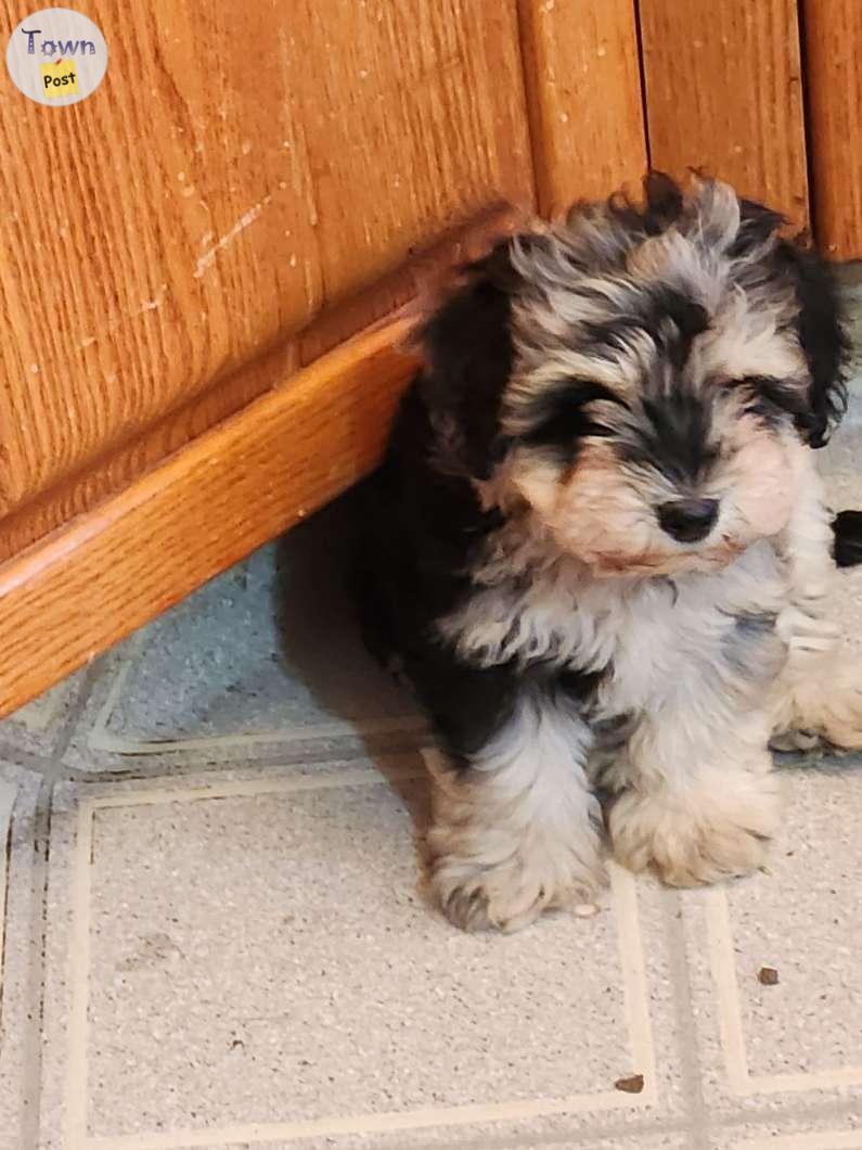 Photo of Schnoodle puppies for sale