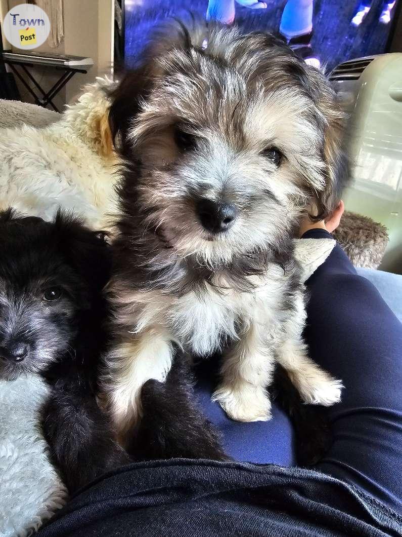 Photo of Havanese/crested puppies ready to go!