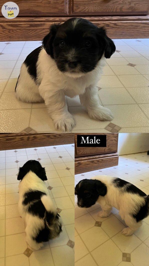 Photo of Havanese Maltese Bichon Puppies