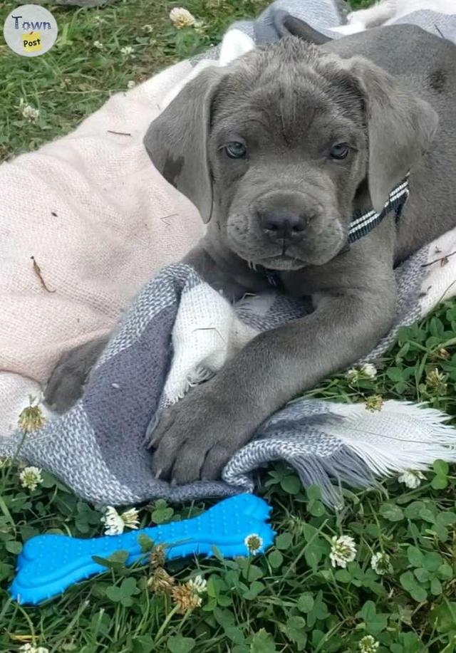 Photo of Cane Corso Puppies - Ready to go!