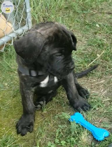 Photo of Cane Corso Puppies - Ready to go! - 2