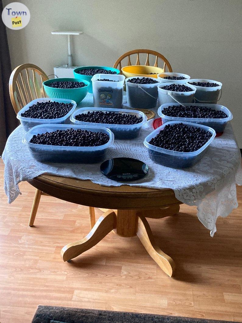 Photo of Saskatoons for sale