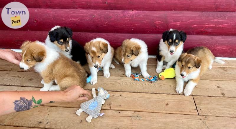 Photo of 6 Purebred Rough Collie Pups