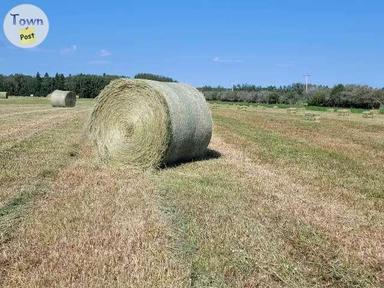 Photo of Round Alfalfa Grass Hay Bales - 1