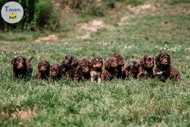 Photo of Labradoodle puppies  - 1