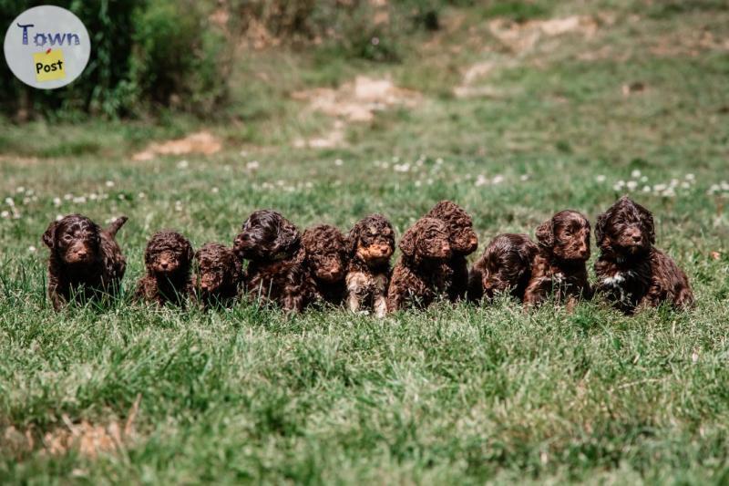 Photo of Labradoodle puppies 