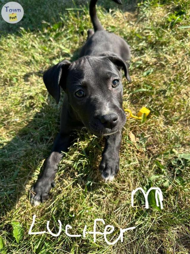 Photo of American Sapphire Pitbull puppies