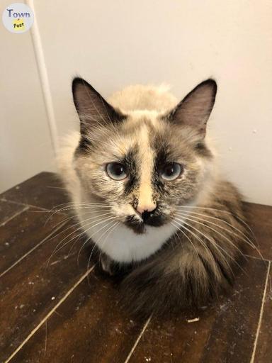 Photo of Ragdoll and Maine Coon x - 1