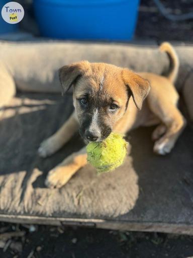 Photo of Puppy for sale - Lab/Husky/Boxer - 2