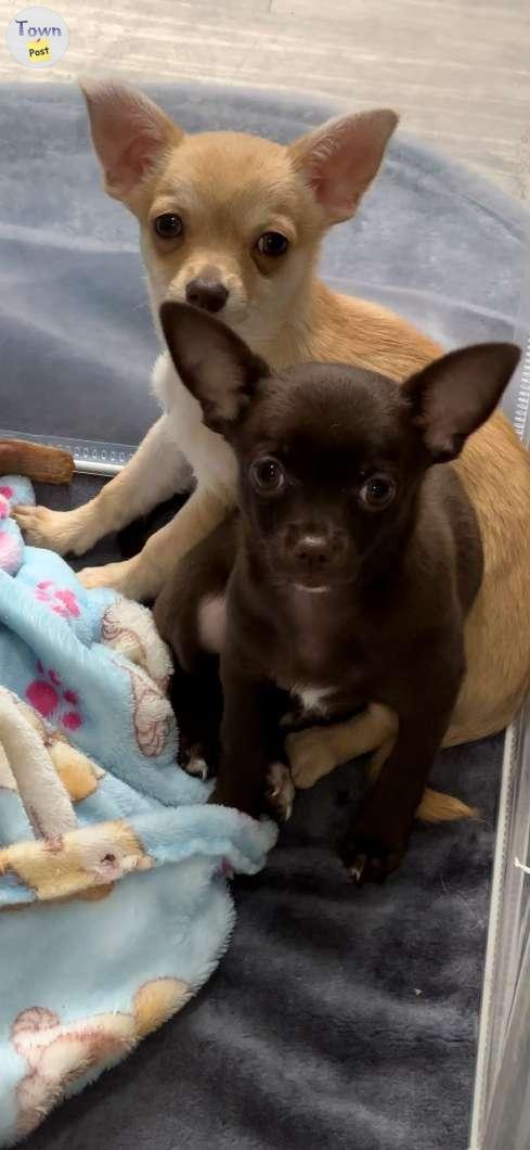 Photo of Male Applehead Chihuahua Puppy