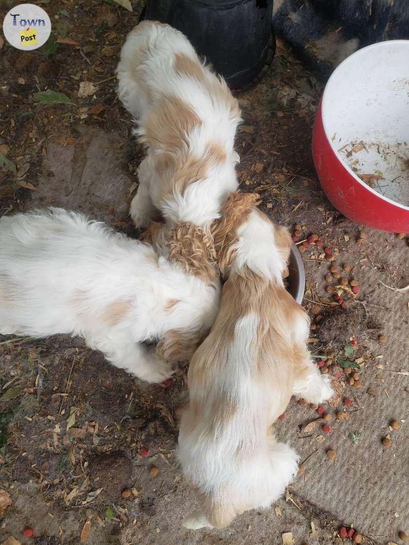 Photo of Cockerspaniel  puppies