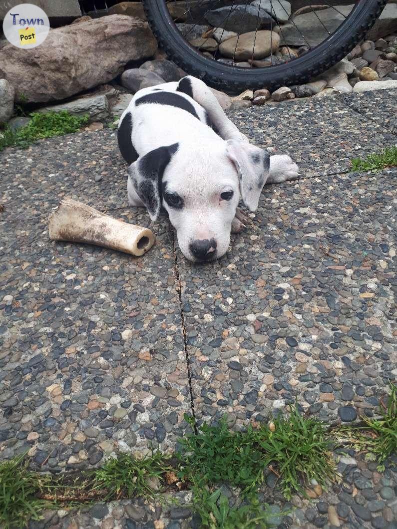 Photo of Catahoula cross 8 week old puppies