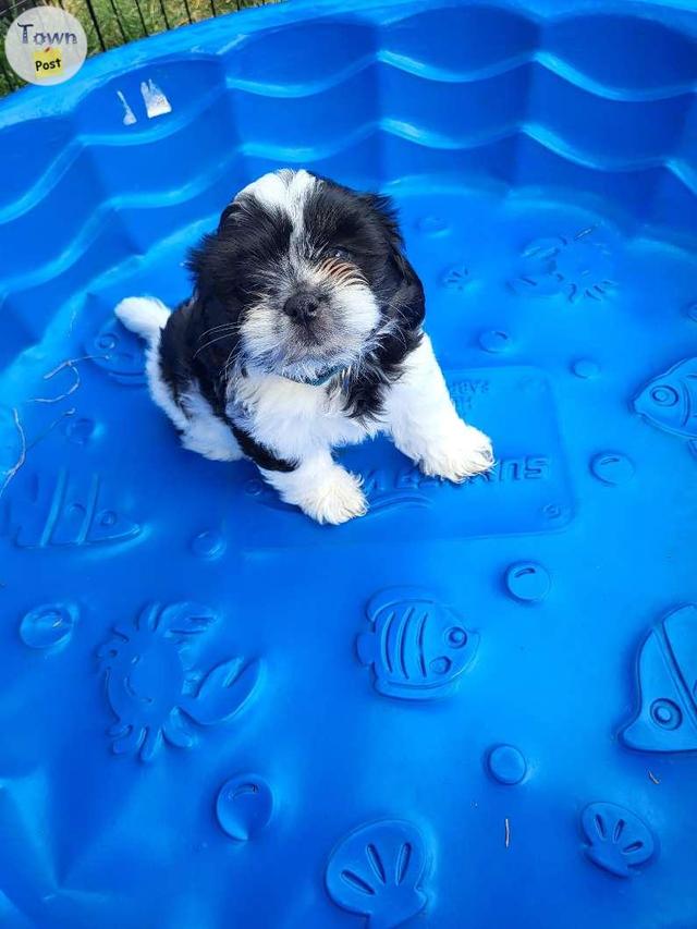 Photo of Sweet Bichon/Shih Tzu boys